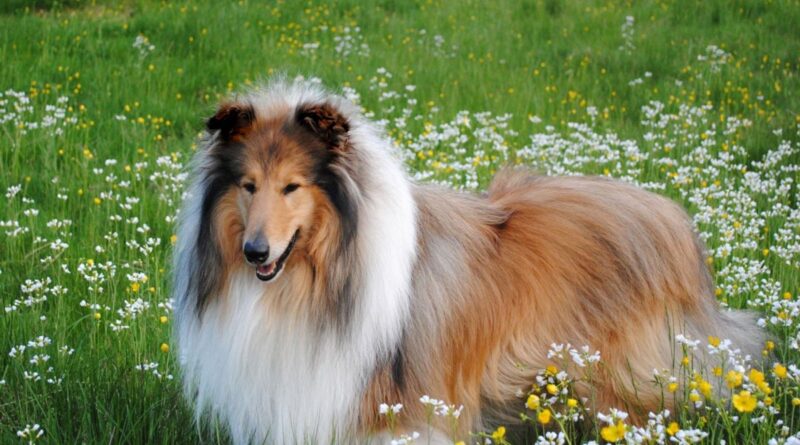 Чому у собаки бурчить у животі і як їй допомогти