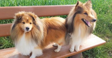 Чому у собаки з'являється лупа і як її позбутися