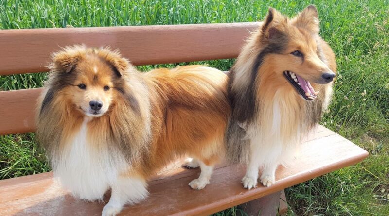 Чому у собаки з'являється лупа і як її позбутися