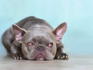 Чи можна давати собаці Диклофенак?