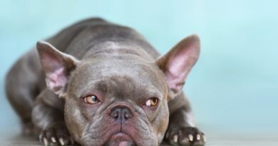 Чи можна давати собаці Диклофенак