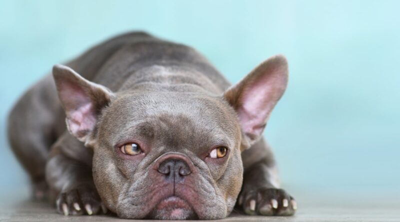 Чи можна давати собаці Диклофенак