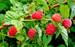 Чи можна давати собаці малину?