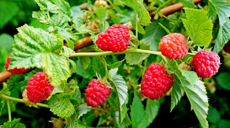 Чи можна давати собаці малину