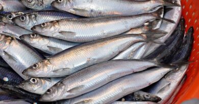 Чи можна давати собаці оселедця