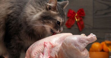 Чи можна кішці давати курку