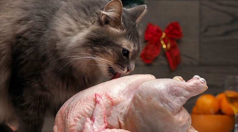 Чи можна кішці давати курку