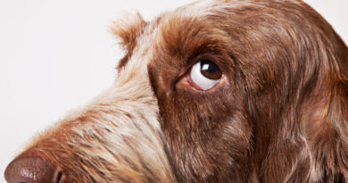 Чи можна собаці давати Валокордин