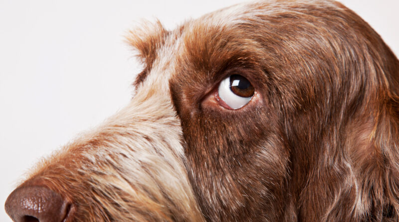 Чи можна собаці давати Валокордин