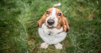 Чи можна собаці Корвалол при серцевому нападі