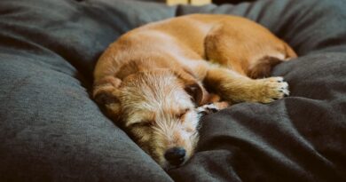 Bisa asu Suprastin karo alergi