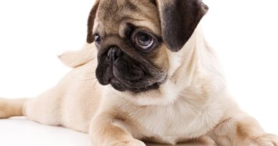 Чи можна застосовувати Панкреатин для собак