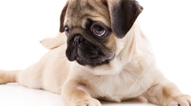 Чи можна застосовувати Панкреатин для собак