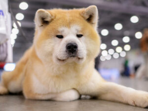 Чи можна застосовувати Зодак для собак при алергії?