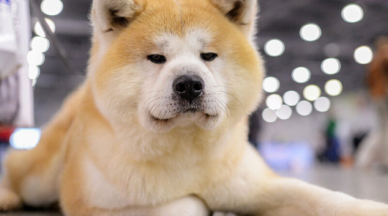 Чи можна застосовувати Зодак для собак при алергії