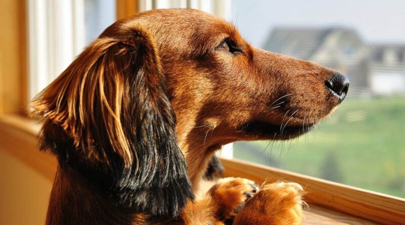 Чим корисний Креон для собак