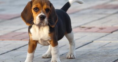 Еспумізан для собак застосовувати можна і потрібно