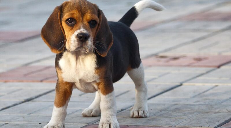 Еспумізан для собак застосовувати можна і потрібно