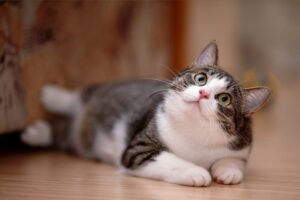 Івермектин для кішок допоможе від глистів та бліх.