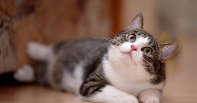 Івермектин для кішок допоможе від глистів та бліх