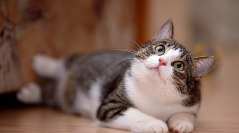 Івермектин для кішок допоможе від глистів та бліх