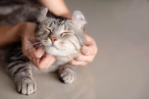 Коли призначається Отоферонол для котів?