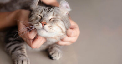 Коли призначається Отоферонол для котів