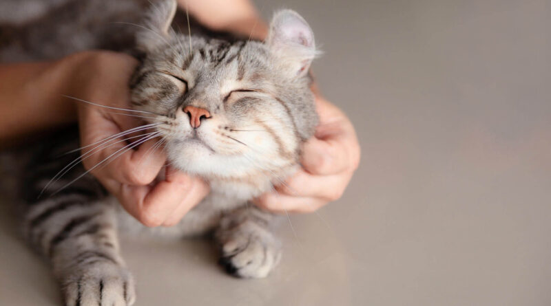 Коли призначається Отоферонол для котів