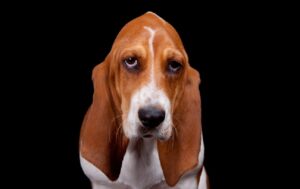 Левоміцетин для собак — користь та небезпека.