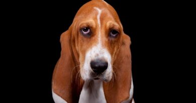 Левоміцетин для собак — користь та небезпека