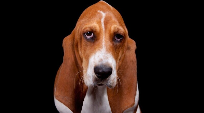 Левоміцетин для собак — користь та небезпека