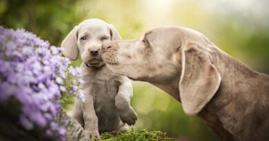 Лікування та профілактика лептоспірозу у собак