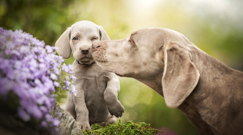 Лікування та профілактика лептоспірозу у собак