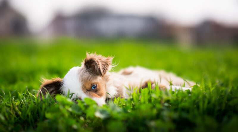 Пексіон — ліки для собак від епілепсії