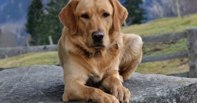 Що потрібно знати господареві, якщо у його собаки лімфома