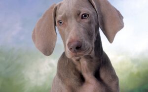 Що робити, якщо собака боїться грози?