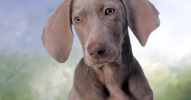 Що робити, якщо собака боїться грози