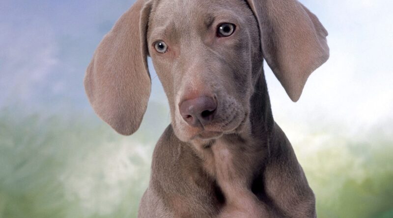 Що робити, якщо собака боїться грози