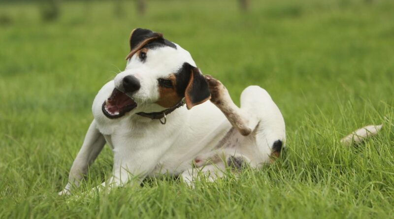 Apa sing kudu ditindakake yen asu kasebut gatel, nanging ora ana kutu