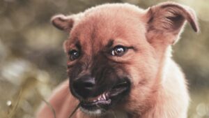 Що робити, якщо вкусив домашній собака?