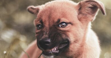 Що робити, якщо вкусив домашній собака