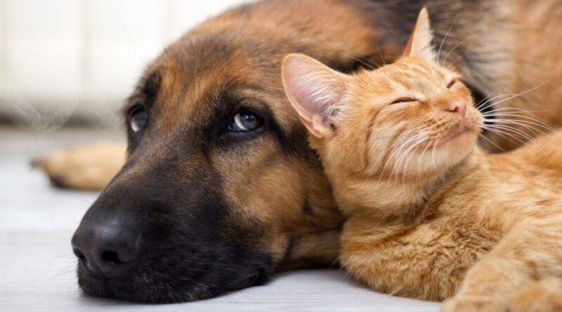 Собаки, що люблять кішок