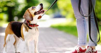 Тавегіл для собак — захист від алергії