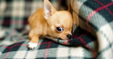 Ципровет для собак — антибіотик № 1