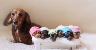 У собаки лактація виявилася хибною