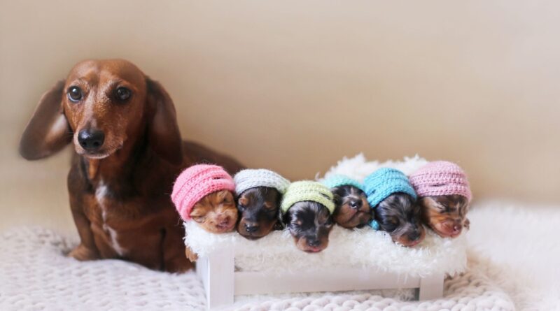 У собаки лактація виявилася хибною