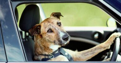 Волохатий хаос: як перевозити собаку в автомобілі