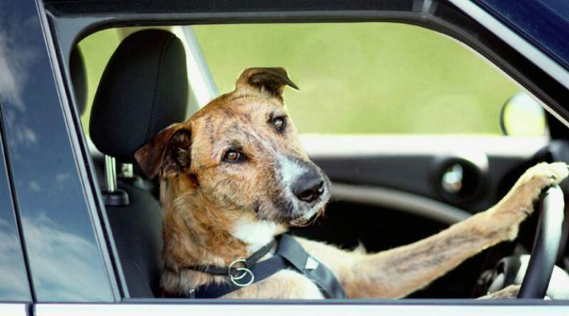 Волохатий хаос: як перевозити собаку в автомобілі