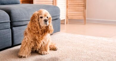 Як привчити цуценя до пелюшки в 2 місяці