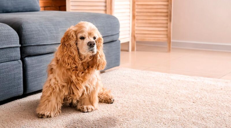 Як привчити цуценя до пелюшки в 2 місяці